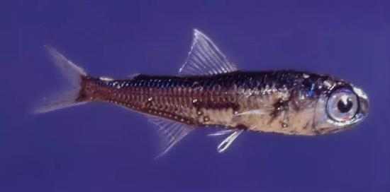 王企鵝的食物來(lái)源之一，燈籠魚(yú)。圖片來(lái)源：wikipedia