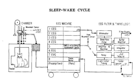 貓貓的睡眠測定 （圖片來源：Lucas， E。 A。， & Sterman， M。 B。 （1974）。 The polycyclic sleep-wake cycle in the cat： Effects produced by sensorimotor rhythm conditioning。 Experimental Neurology， 42（2）， 347–368。 doi：10.1016/0014-4886（74）90032-6 ）