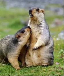 圖6。喜馬拉雅旱獺Marmota himalayana（圖片來源：百度百科）