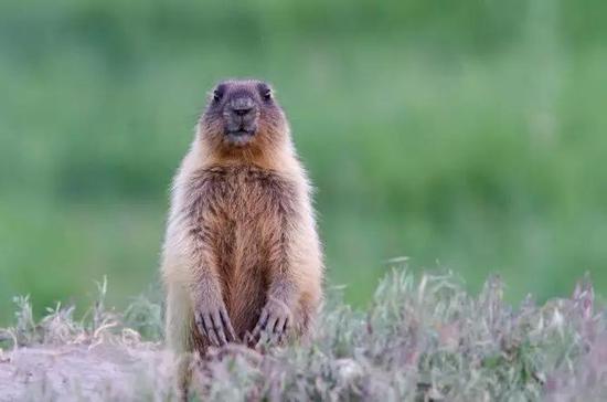 圖5。旱獺（土撥鼠）本照片為西伯利亞旱獺Marmota sibiricu，分布內(nèi)蒙古及俄羅斯、蒙古（圖片來源：Veer圖庫）