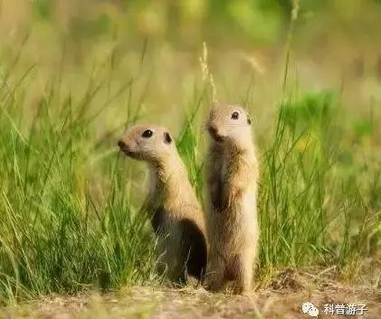 圖7。達(dá)烏爾黃鼠Spermophilus dauricus（圖片來源：搜狗圖片）