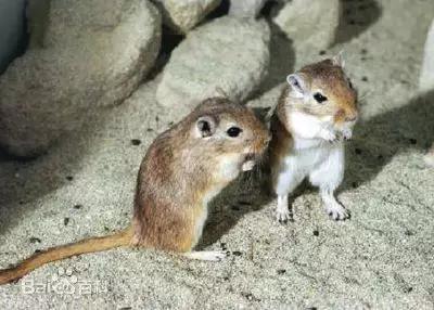 圖8。 長爪沙鼠Meriones unguiculatus（圖片來源：搜狗圖片）