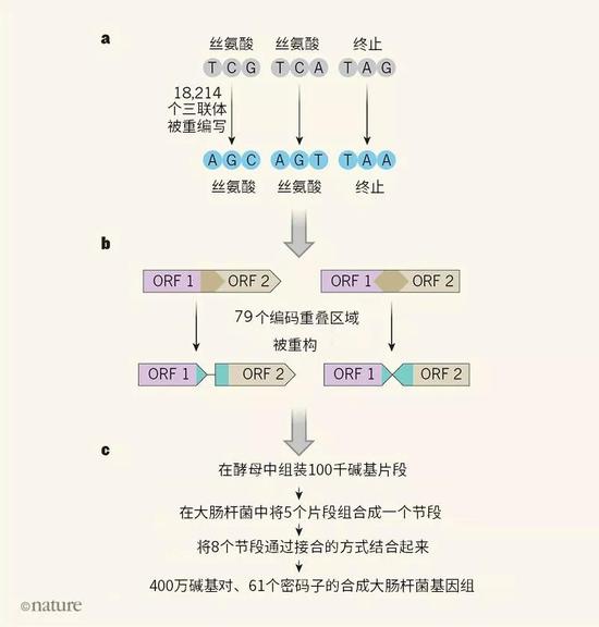 圖1|重編碼基因組的設(shè)計(jì)與構(gòu)建。a.Fredens等人對(duì)大腸桿菌基因組的3個(gè)堿基三聯(lián)體（密碼子）進(jìn)行了重編寫，將編碼絲氨酸的TCG和TCA和代表蛋白編碼序列終止的終止密碼子TAG替換成具有相同功能的密碼子AGC、AGT和TAA。
