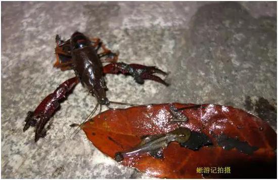 小龍蝦捕食農業友好動物（黑斑側澤蛙蝌蚪），被抓了現行（作者拍攝于成都市東湖公園）