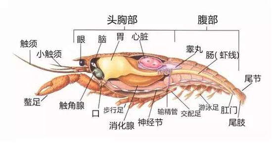 圖片來自http://imgarcade.com/1/crawfish-internal-anatomy，經作者加工