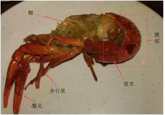 去掉頭胸甲的小龍蝦（作者拍攝）