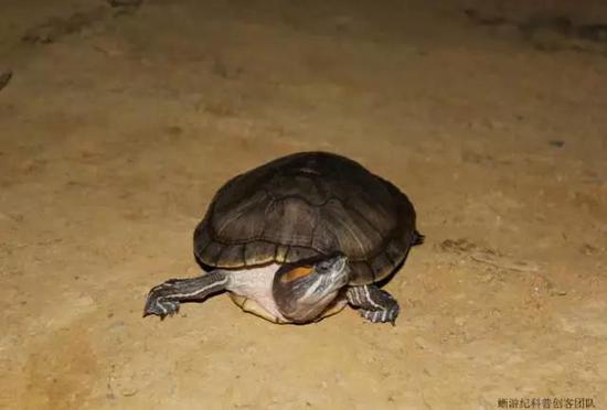 逃逸到大圍山國家自然保護區的紅耳龜Trachemys scripta elegans