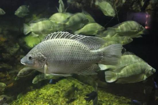 羅非魚Oreochromis mossambicus（源自維基百科）