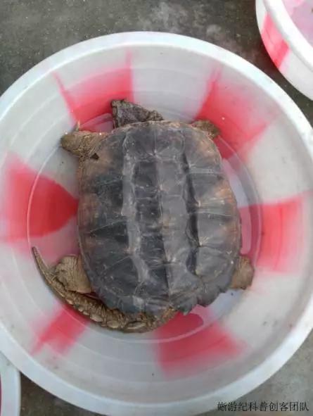 成都新都寶光寺門口販賣的擬鱷龜Chelydra serpentina