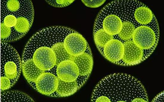 微藻的形態(tài) （圖片來(lái)源：www.bioindustry.cn）