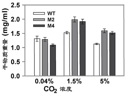 野生菌株和改造藻株在高CO2（5%濃度）環(huán)境下生物質(zhì)產(chǎn)量（WT：野生菌株；M2和M4改造藻株）（圖片來(lái)源：中科院青島生物能源與過(guò)程研究所單細(xì)胞中心）