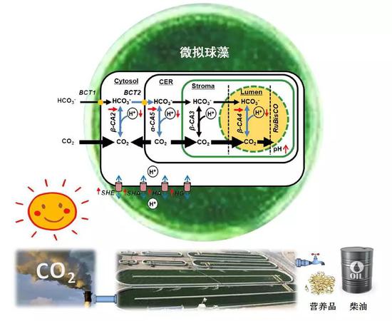 微擬球藻逆進(jìn)化調(diào)控機(jī)制圖（圖片來(lái)源：中科院青島生物能源與過(guò)程研究所單細(xì)胞中心）