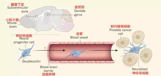 ▲ 神經干細胞進入腫瘤流程圖[1]