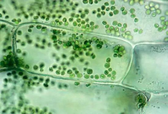 植物細(xì)胞。圖片來源：thoughtco.com
