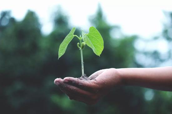 植物比動(dòng)物有更強(qiáng)的替換受損或死亡細(xì)胞的能力。圖片來源：pexels
